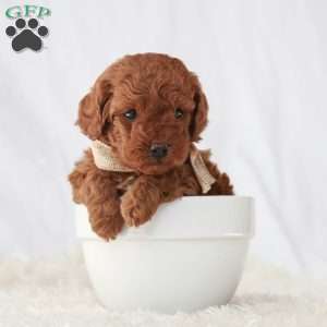 Maverick, Toy Poodle Puppy